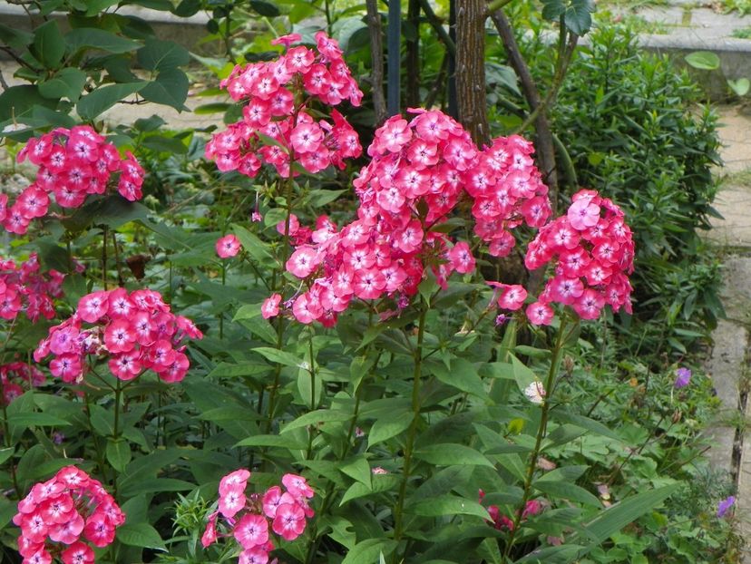 15 iul (32) - Phlox 2018