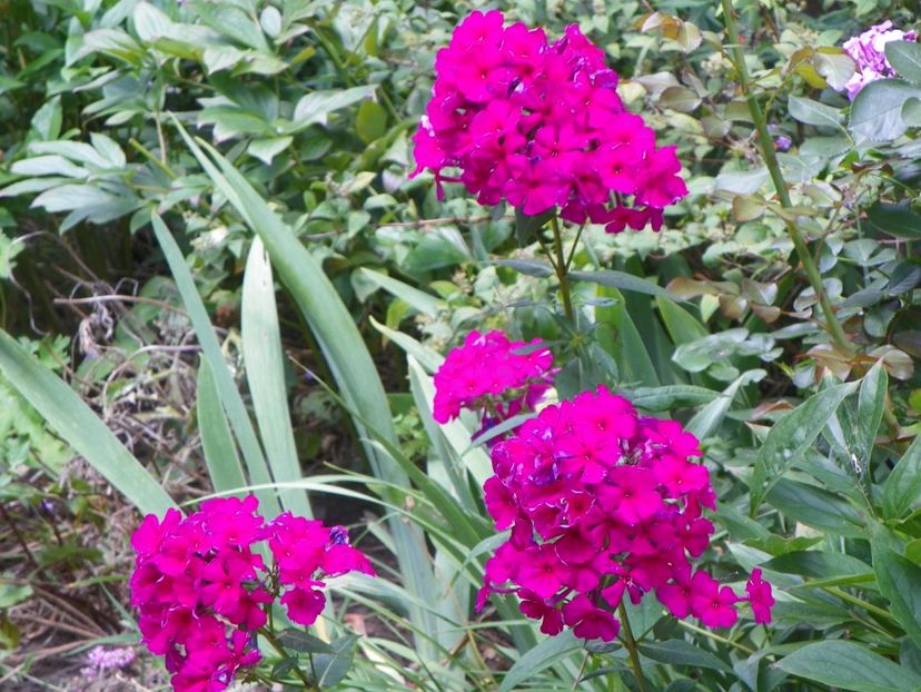 15 iul (33) - Phlox 2018