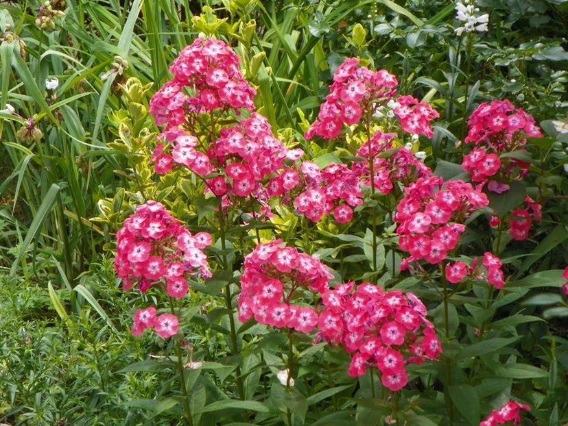 15 iul (34) - Phlox 2018