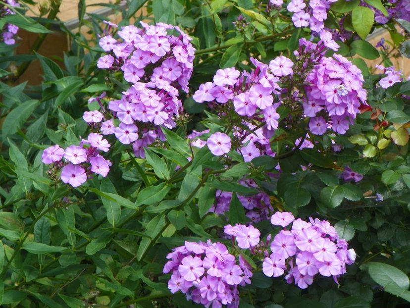 15 iul (35) - Phlox 2018