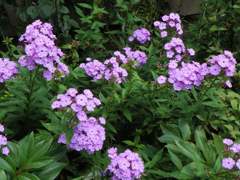 15 iul (36) - Phlox 2018