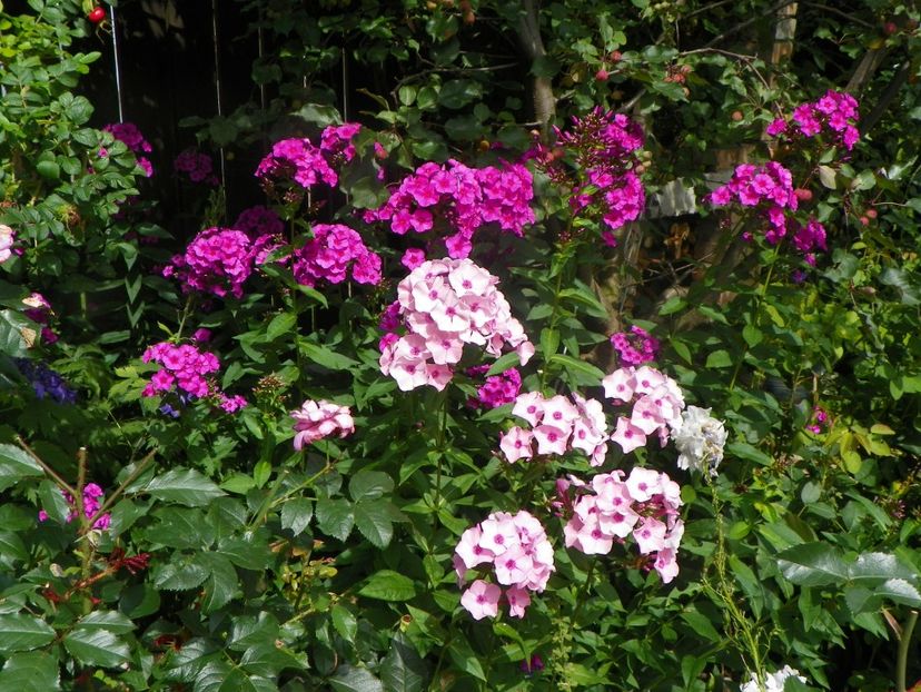 15 iul (98) - Phlox 2018