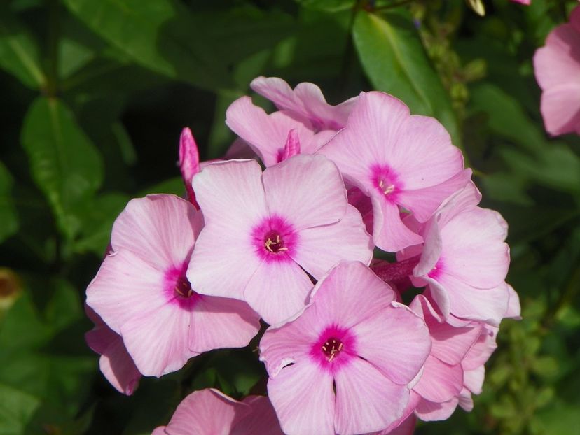 15 iul (99) - Phlox 2018