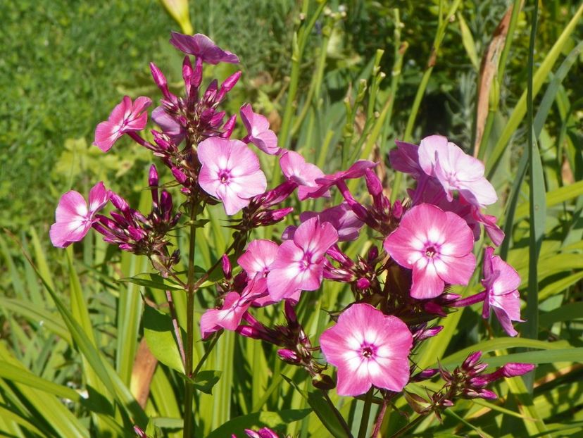 15 iul (113) - Phlox 2018