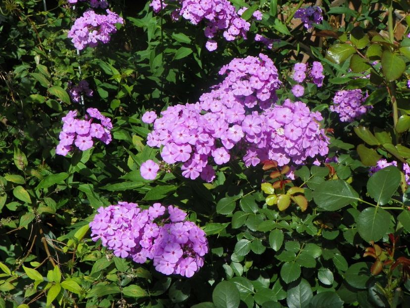 15 iul (117) - Phlox 2018