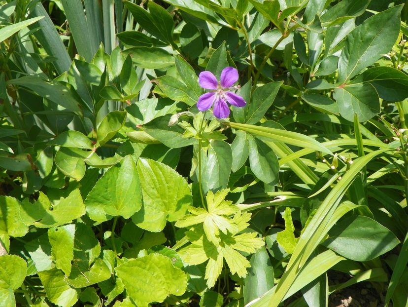 27 iul (31) - Geranium 2018