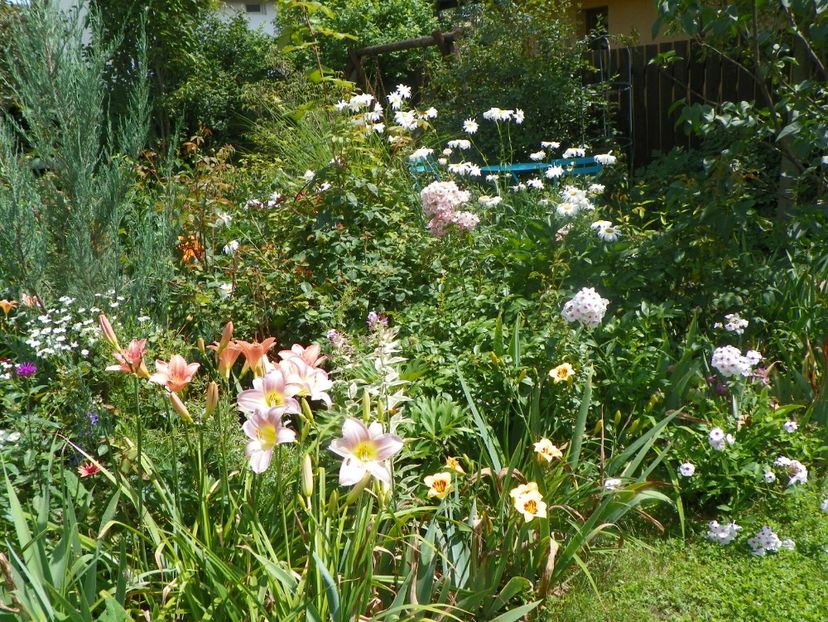 27 iul (9) - Gradina 2018