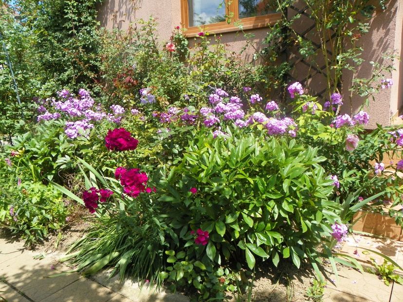 27 iul (27) - Gradina 2018