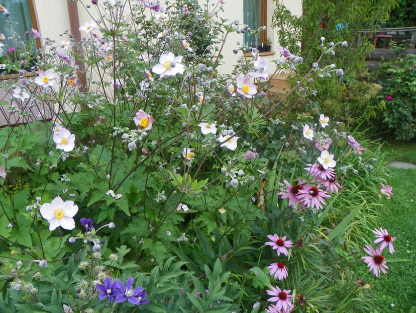 27 iul (51) - Gradina 2018