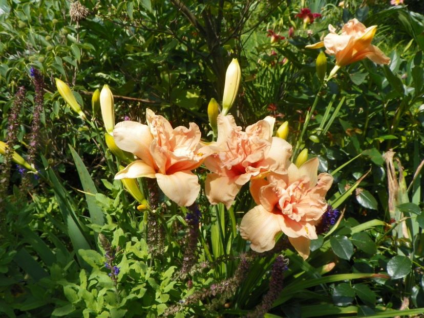 27 iul (3) - Hemerocallis 2018