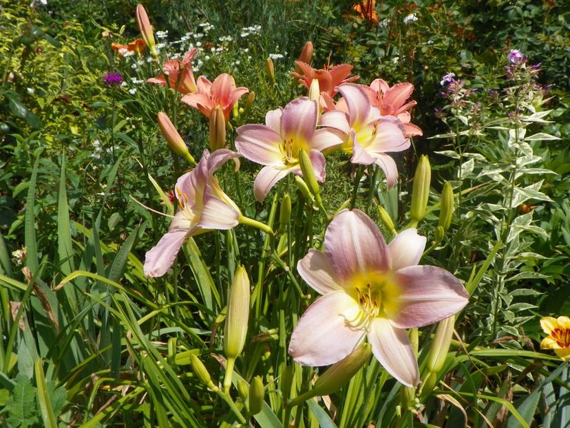 27 iul (6) - Hemerocallis 2018