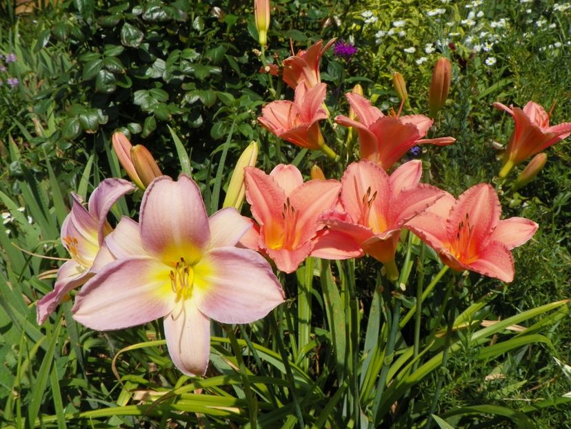 27 iul (7) - Hemerocallis 2018