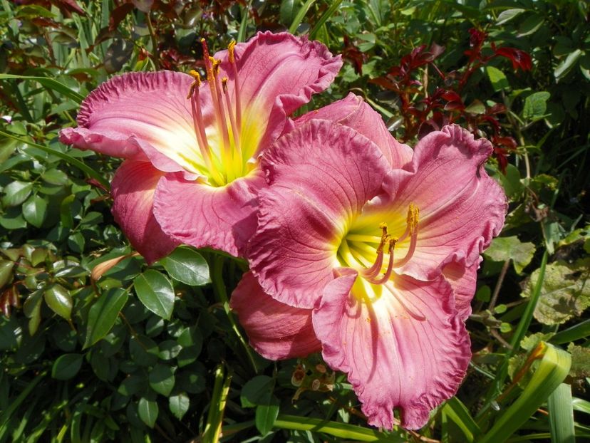 27 iul (12) - Hemerocallis 2018