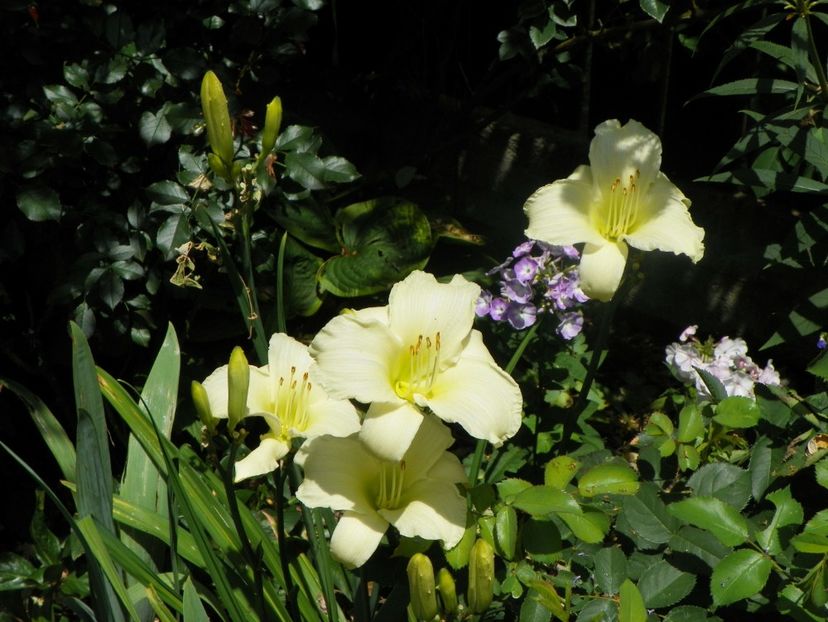 27 iul (18) - Hemerocallis 2018