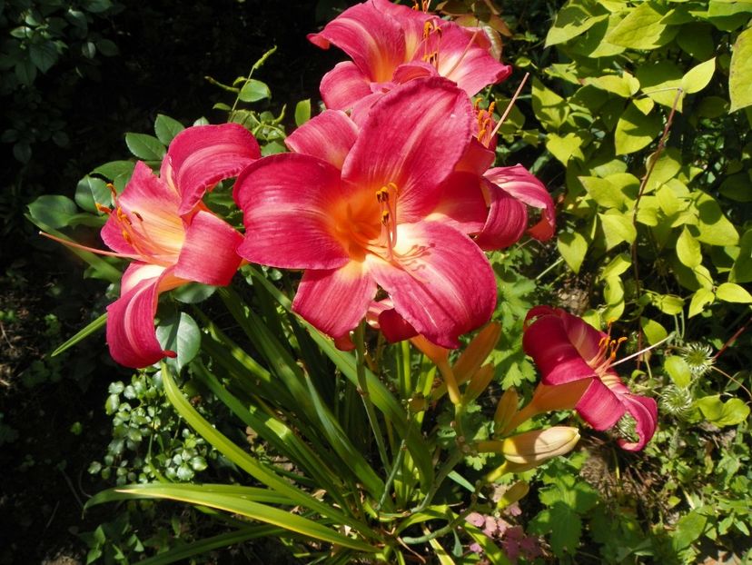 27 iul (21) - Hemerocallis 2018