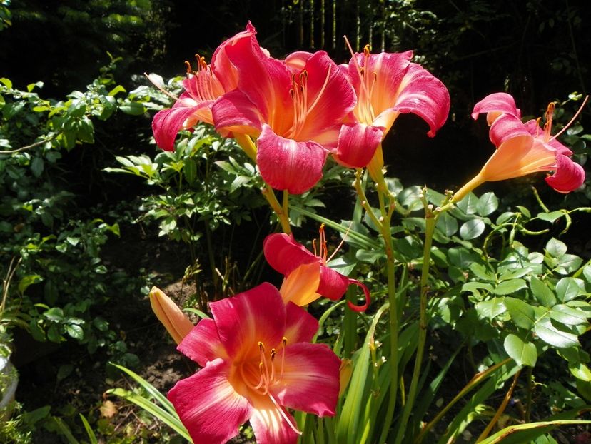 27 iul (22) - Hemerocallis 2018