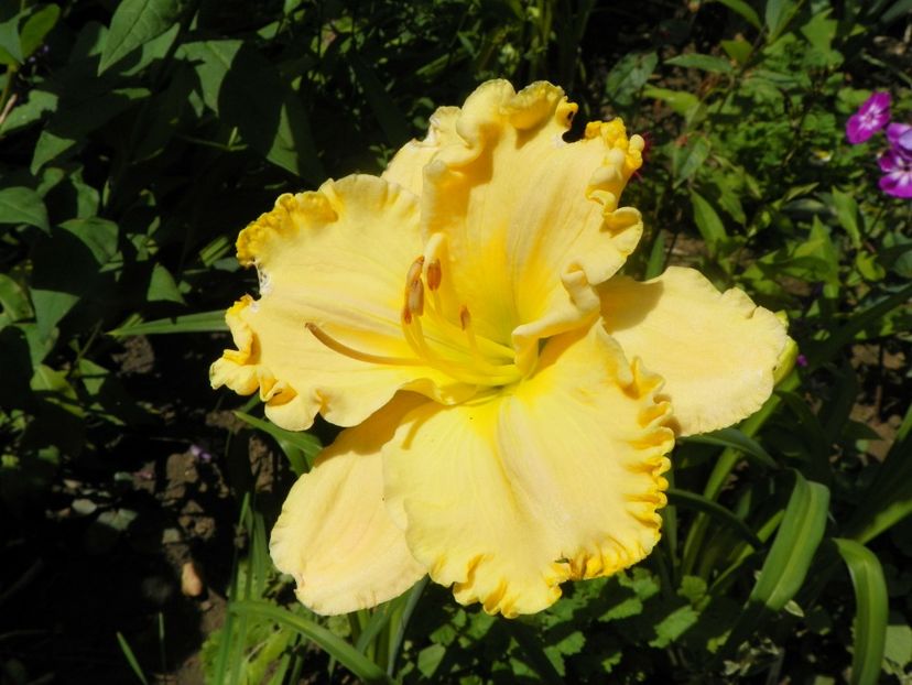 27 iul (23) - Hemerocallis 2018