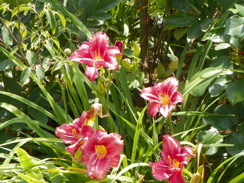 27 iul (30) - Hemerocallis 2018