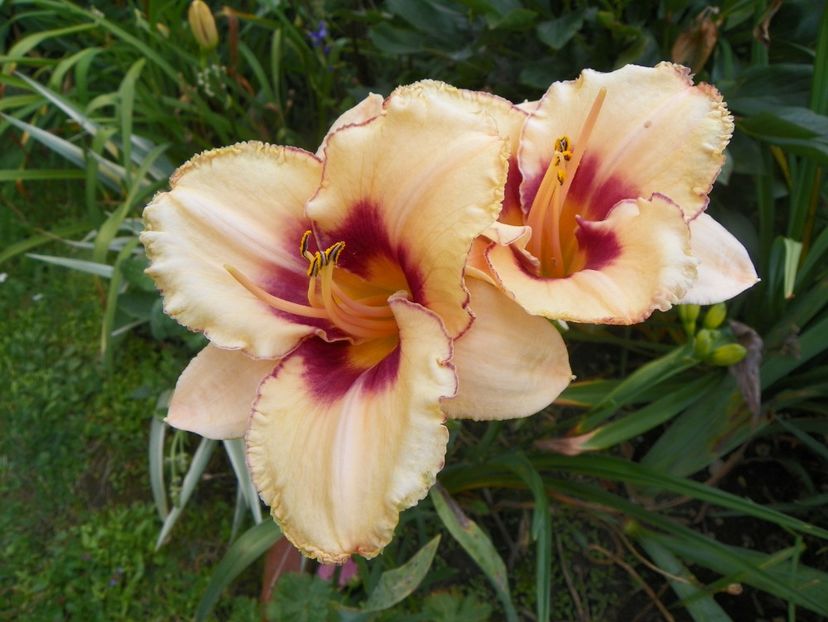 27 iul (36) - Hemerocallis 2018