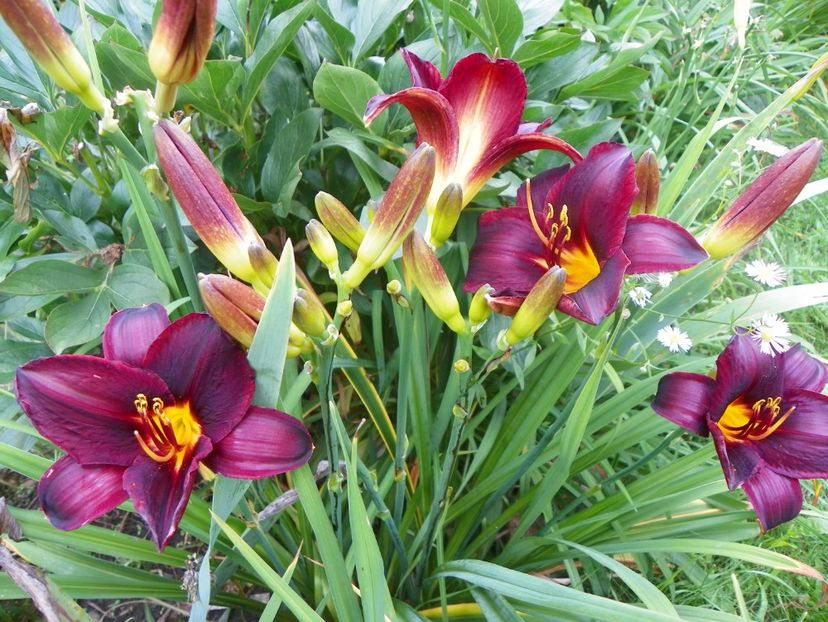 27 iul (38) - Hemerocallis 2018