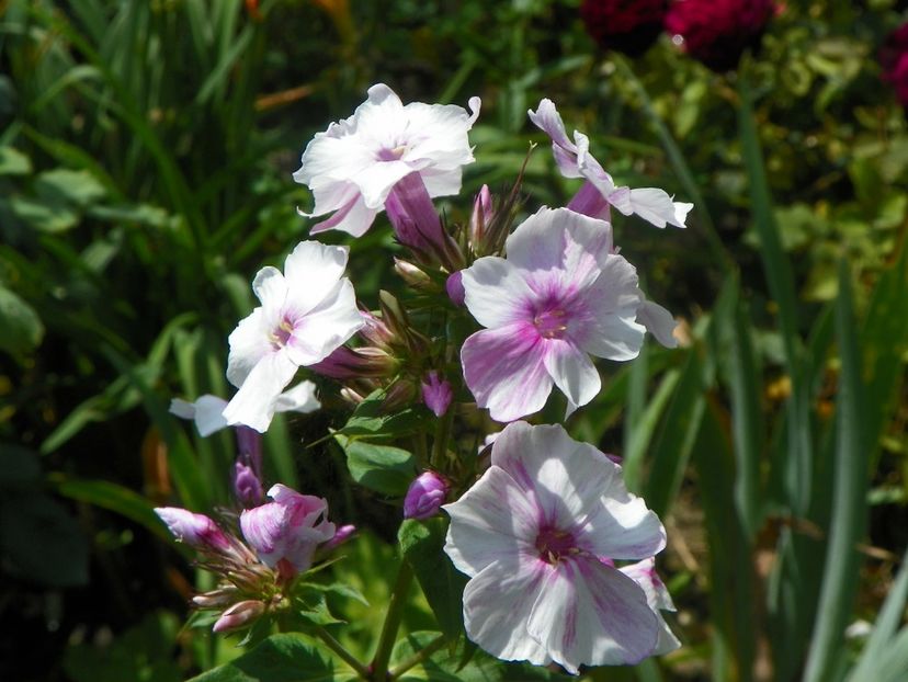 27 iul (2) - Phlox 2018