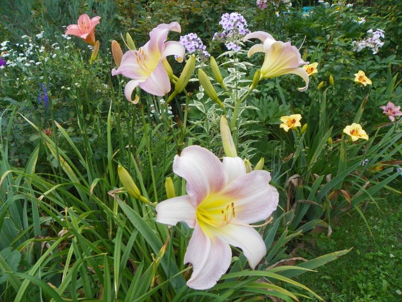 27 iul (39) - Hemerocallis 2018