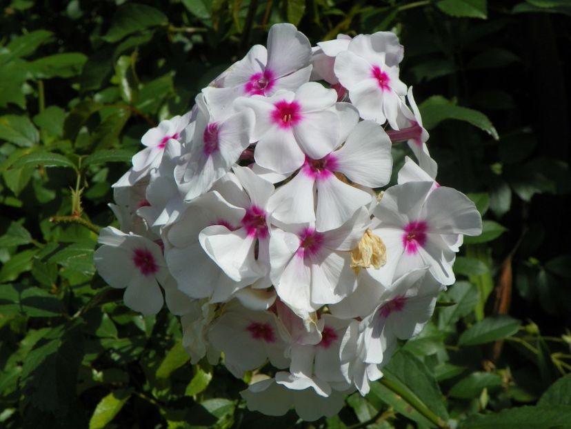 27 iul (8) - Phlox 2018
