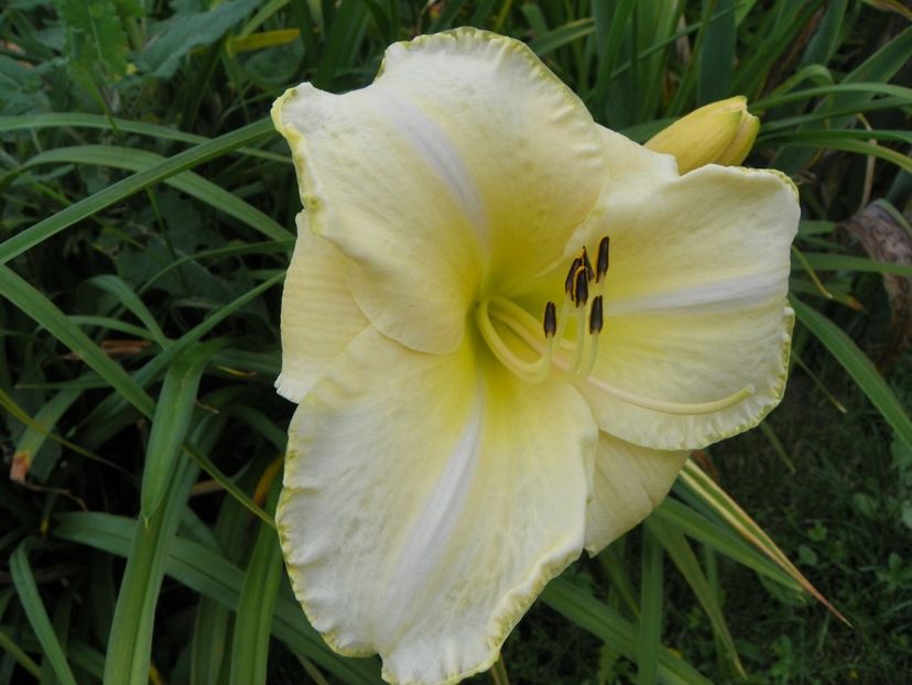 27 iul (40) - Hemerocallis 2018