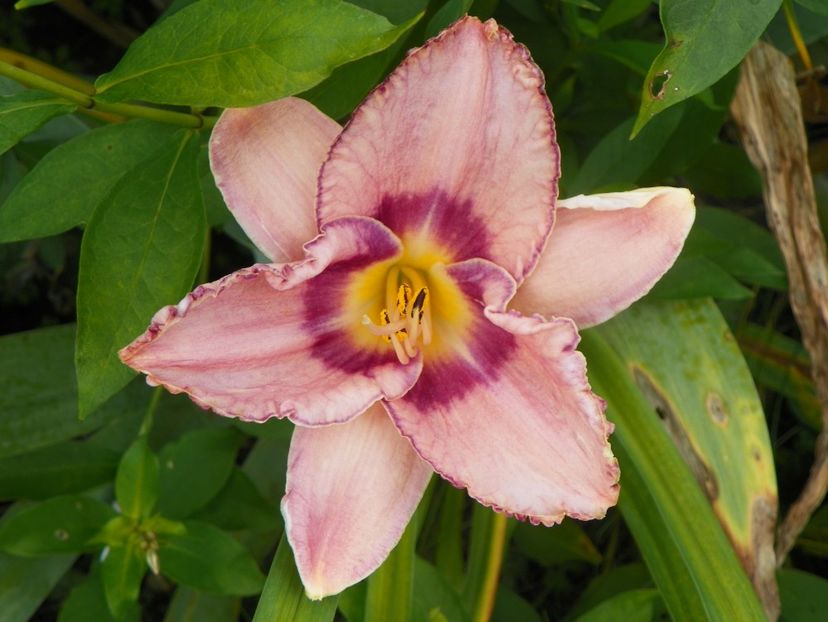 27 iul (45) - Hemerocallis 2018