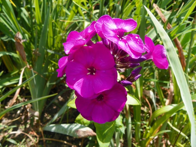 27 iul (10) - Phlox 2018
