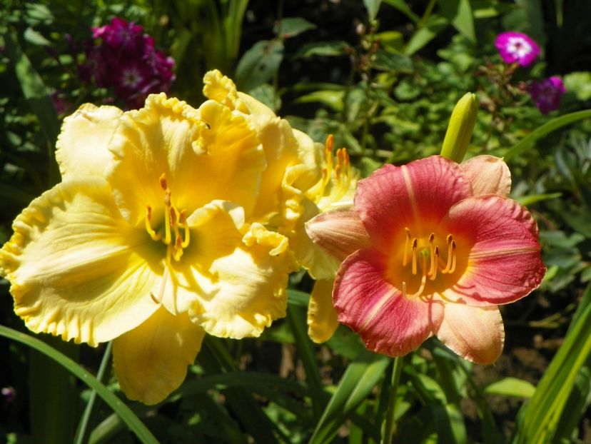 27 iul (56) - Hemerocallis 2018