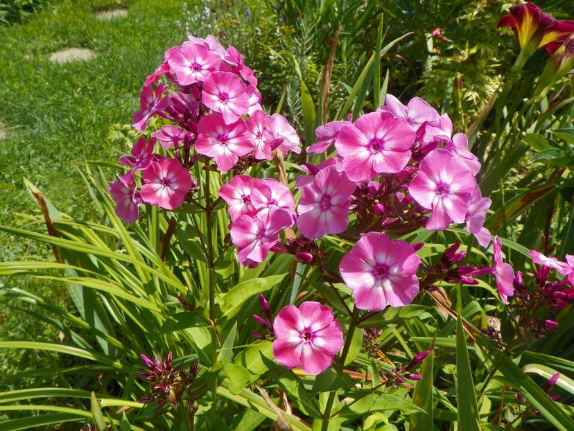 27 iul (14) - Phlox 2018