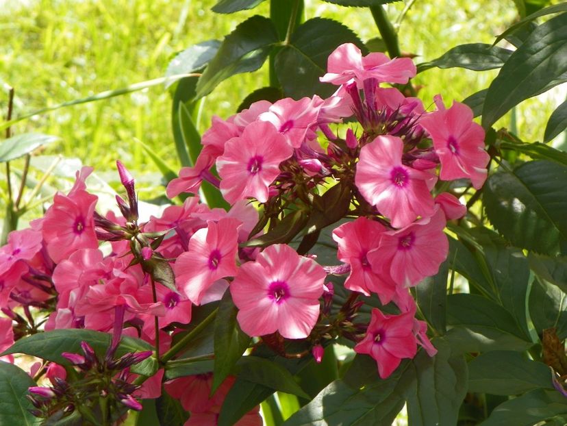 27 iul (15) - Phlox 2018