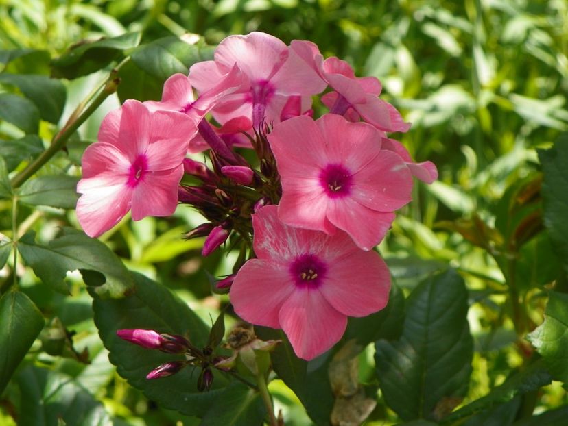 27 iul (16) - Phlox 2018