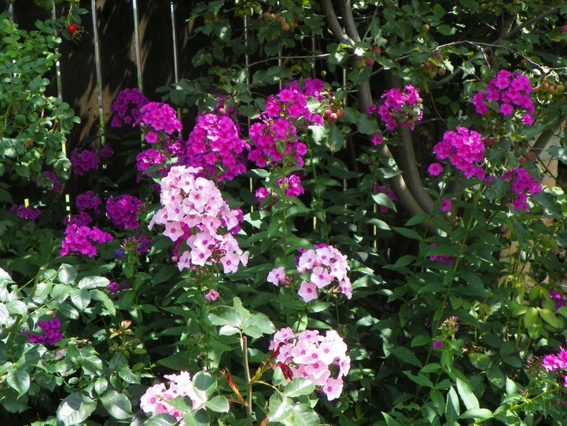 27 iul (17) - Phlox 2018