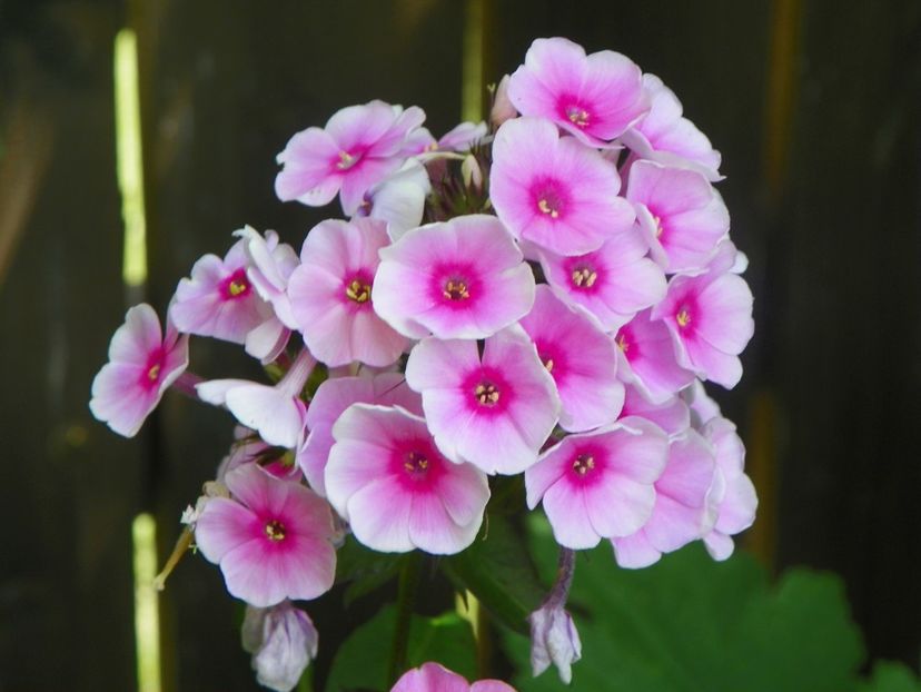 27 iul (19) - Phlox 2018