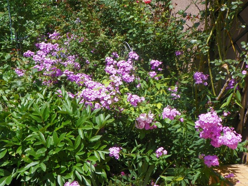 27 iul (25) - Phlox 2018