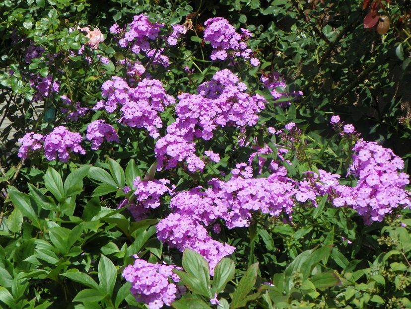27 iul (26) - Phlox 2018