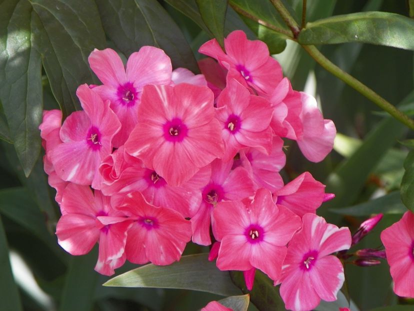 27 iul (33) - Phlox 2018