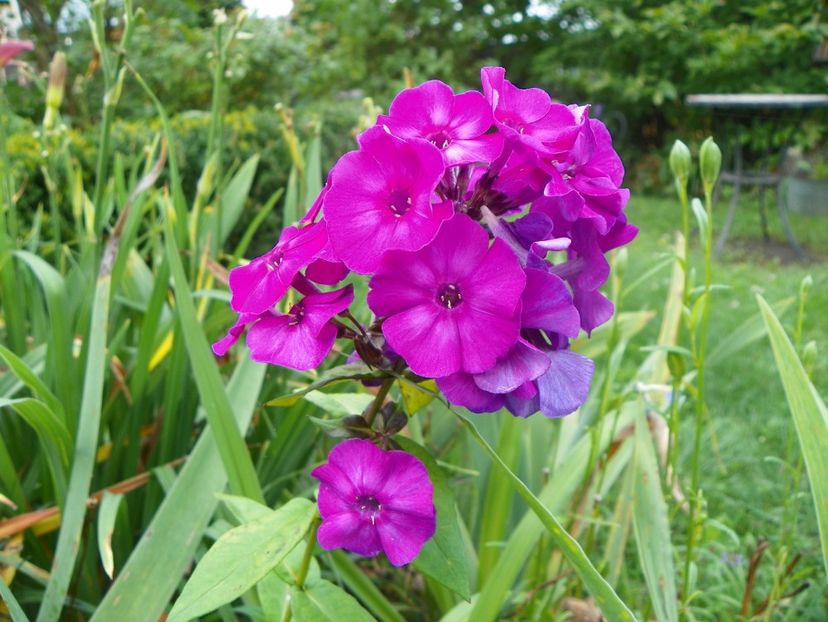 27 iul (37) - Phlox 2018
