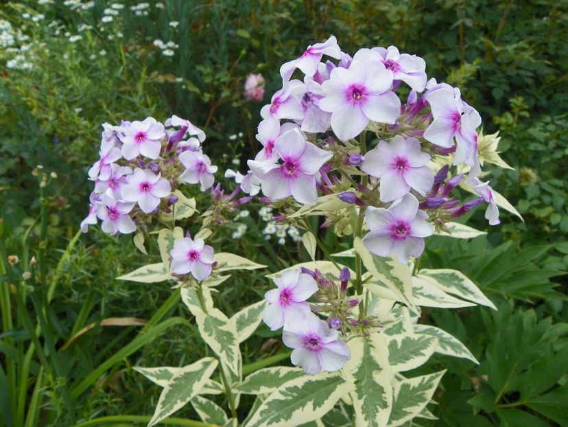 27 iul (41) - Phlox 2018