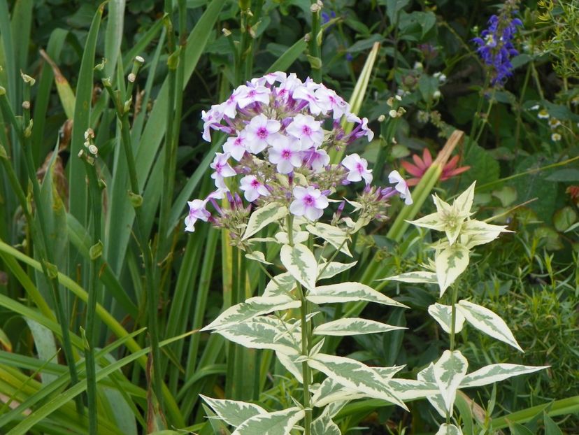 27 iul (42) - Phlox 2018