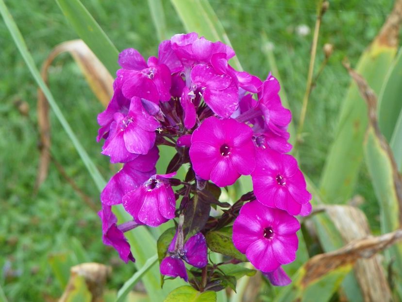 27 iul (47) - Phlox 2018