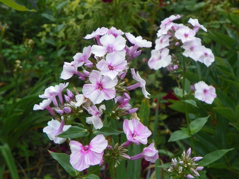27 iul (54) - Phlox 2018
