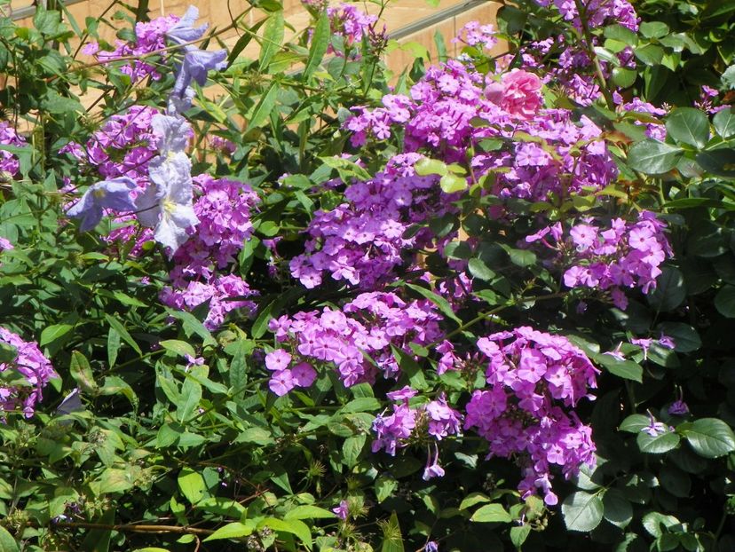 27 iul (61) - Phlox 2018