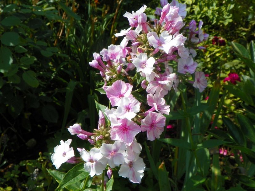 27 iul (69) - Phlox 2018