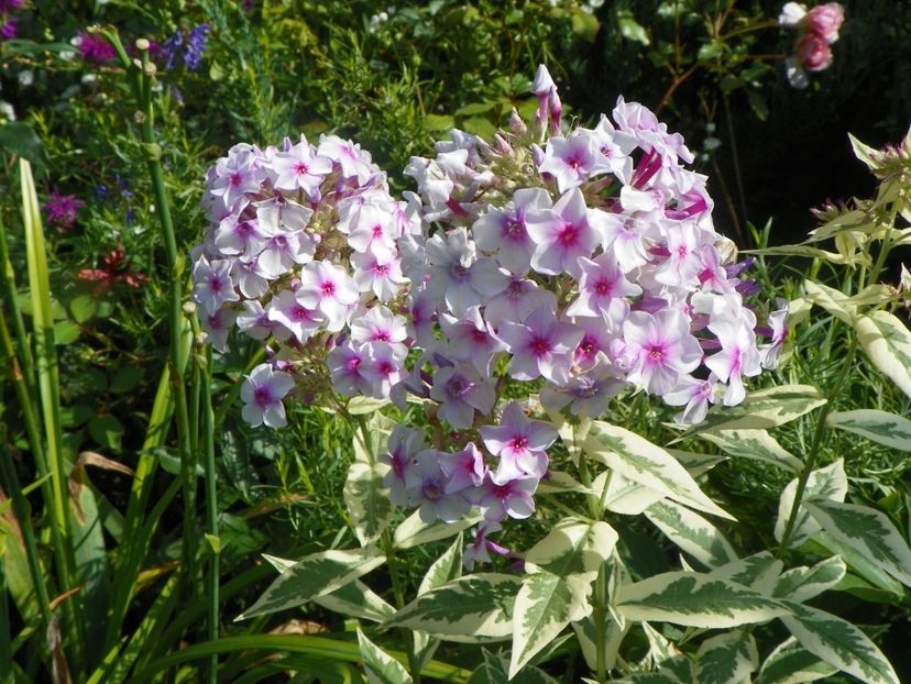 27 iul (74) - Phlox 2018