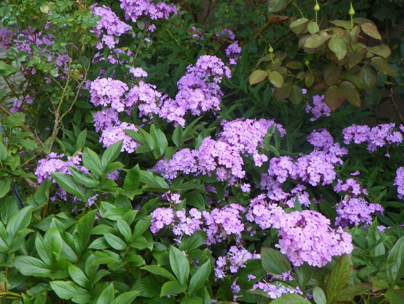 27 iul (78) - Phlox 2018