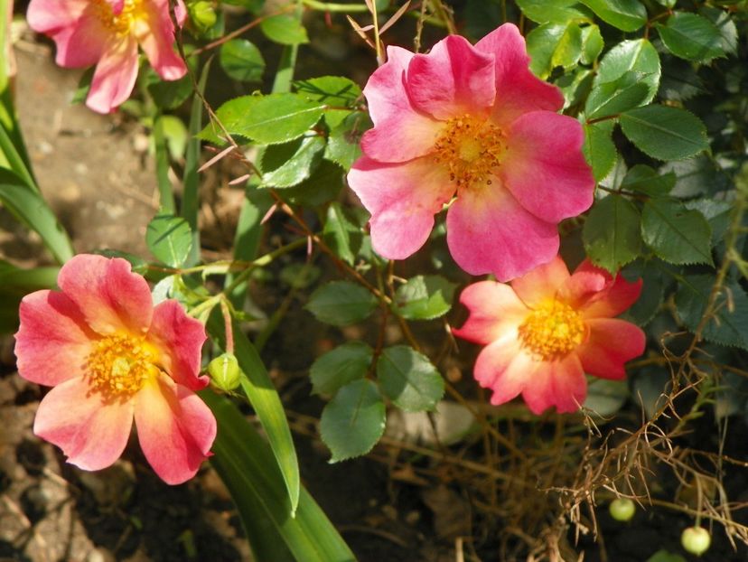 27 iul (59) - Trandafiri 2018 ii