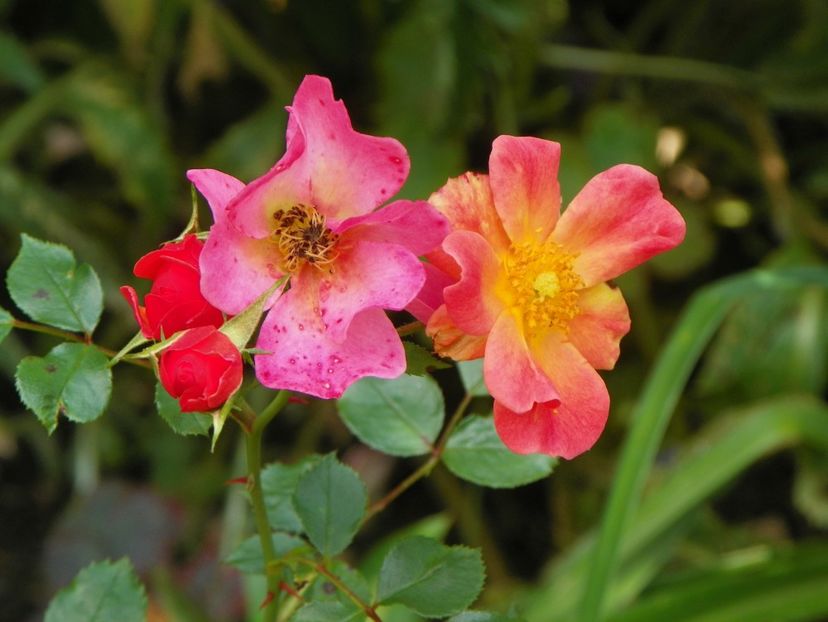 27 iul (60) - Trandafiri 2018 ii